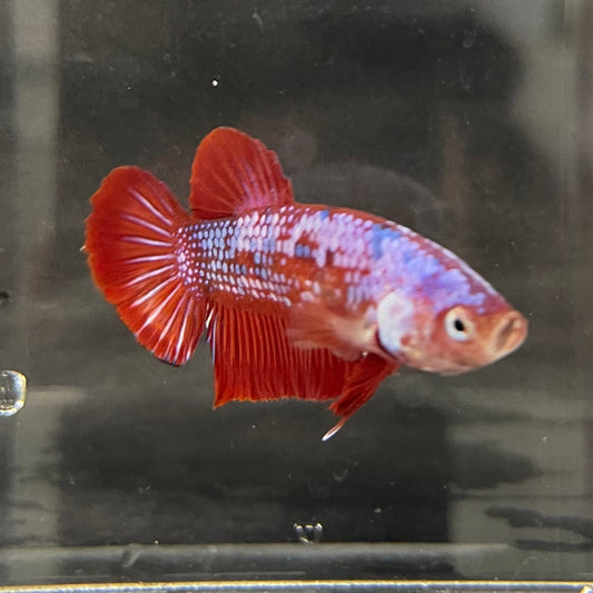 the-fish-farm Premium Male Betta Galaxy Koi Premium Male Betta - One Only - 13 Find a range of Galaxy Koi Male Bettas at The Fish Farm Australia