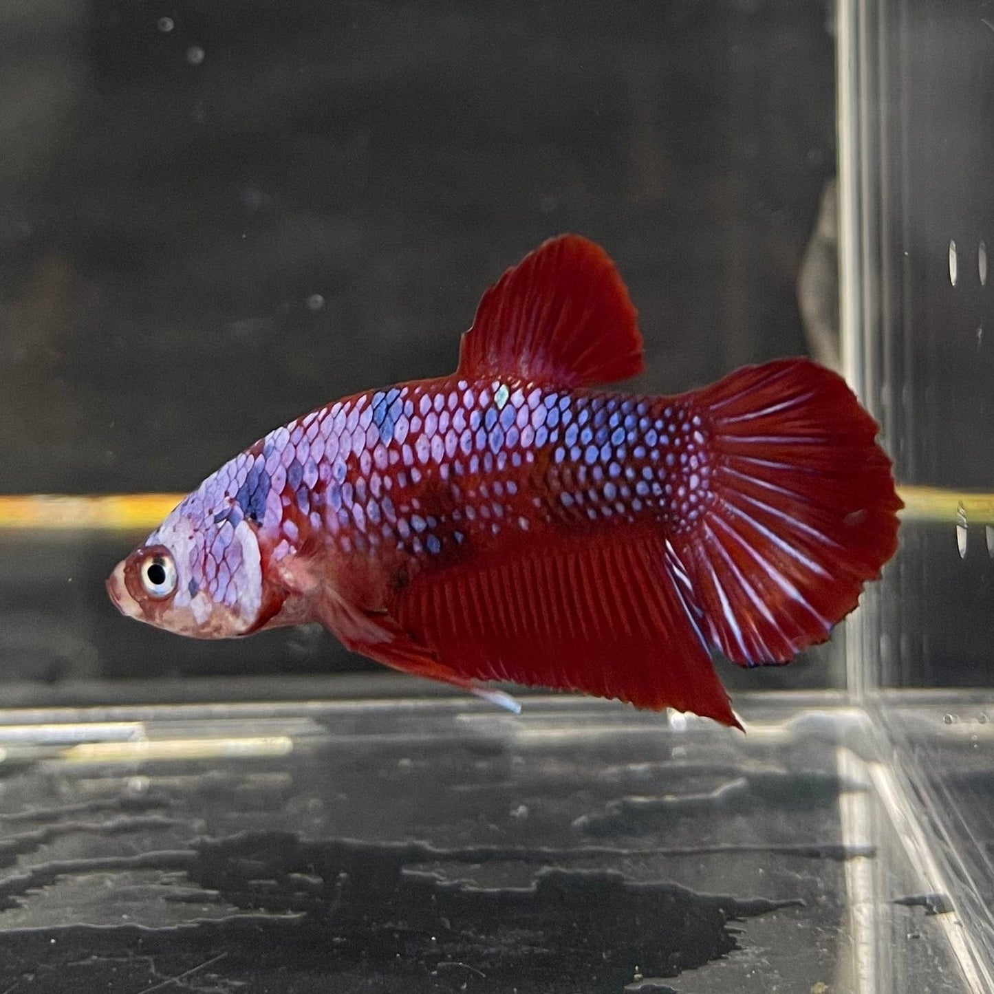 the-fish-farm Premium Male Betta Galaxy Koi Premium Male Betta - One Only - 13 Find a range of Galaxy Koi Male Bettas at The Fish Farm Australia