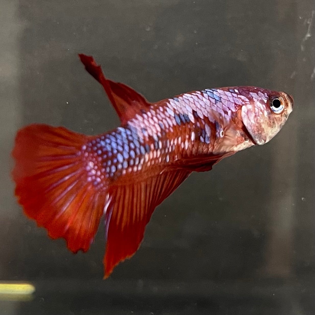 the-fish-farm Premium Male Betta Galaxy Koi Premium Male Betta - One Only - 13 Find a range of Galaxy Koi Male Bettas at The Fish Farm Australia