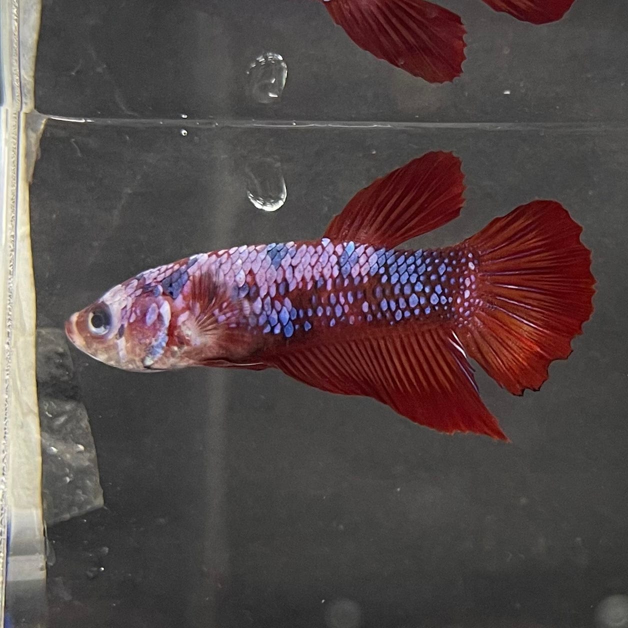the-fish-farm Premium Male Betta Galaxy Koi Premium Male Betta - One Only - 13 Find a range of Galaxy Koi Male Bettas at The Fish Farm Australia