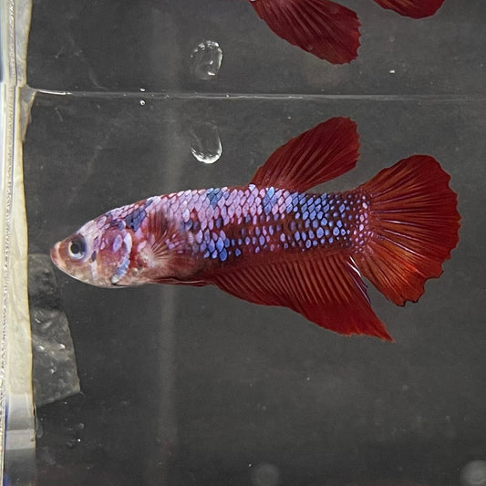 the-fish-farm Premium Male Betta Galaxy Koi Premium Male Betta - One Only - 13 Find a range of Galaxy Koi Male Bettas at The Fish Farm Australia