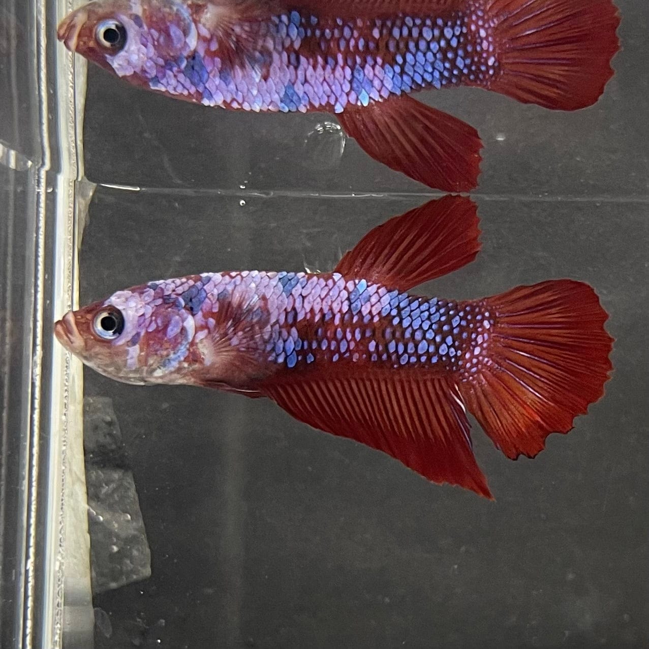 the-fish-farm Premium Male Betta Galaxy Koi Premium Male Betta - One Only - 13 Find a range of Galaxy Koi Male Bettas at The Fish Farm Australia
