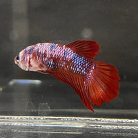 the-fish-farm Premium Male Betta Galaxy Koi Premium Male Betta - One Only - 13 Find a range of Galaxy Koi Male Bettas at The Fish Farm Australia