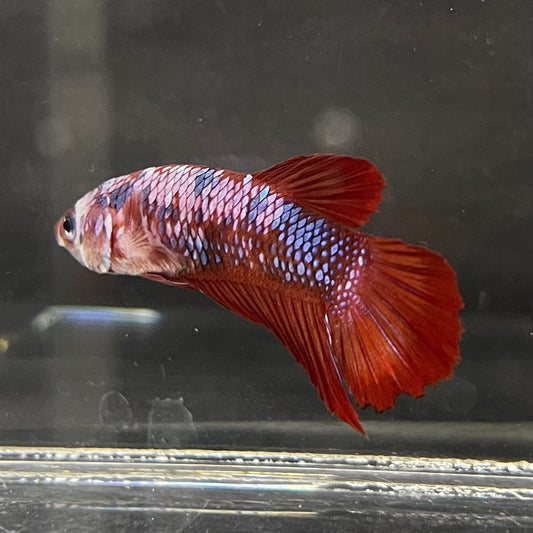 the-fish-farm Premium Male Betta Galaxy Koi Premium Male Betta - One Only - 13 Find a range of Galaxy Koi Male Bettas at The Fish Farm Australia