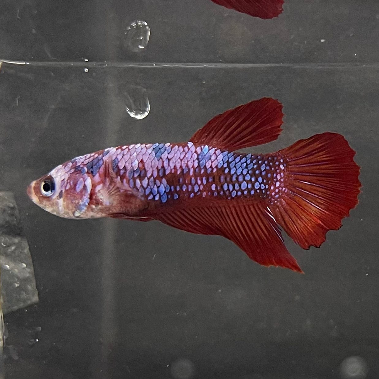 the-fish-farm Premium Male Betta Galaxy Koi Premium Male Betta - One Only - 13 Find a range of Galaxy Koi Male Bettas at The Fish Farm Australia