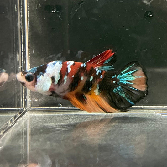 the-fish-farm Premium Male Betta Galaxy Koi Premium Male Betta - One Only - 14 Find a range of Galaxy Koi Male Bettas at The Fish Farm Australia