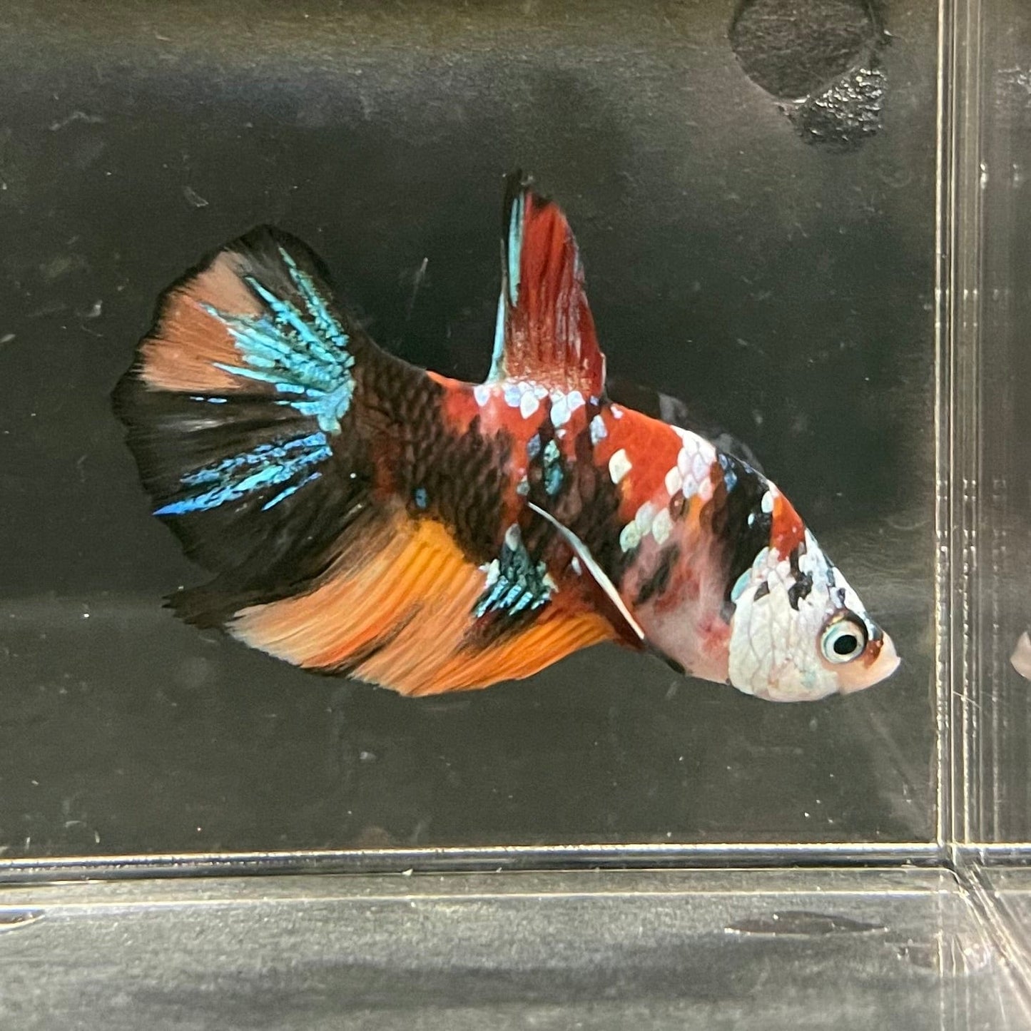 the-fish-farm Premium Male Betta Galaxy Koi Premium Male Betta - One Only - 14 Find a range of Galaxy Koi Male Bettas at The Fish Farm Australia