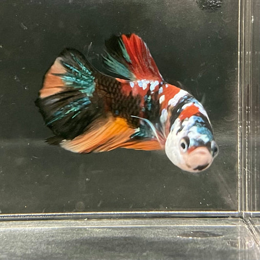 the-fish-farm Premium Male Betta Galaxy Koi Premium Male Betta - One Only - 14 Find a range of Galaxy Koi Male Bettas at The Fish Farm Australia