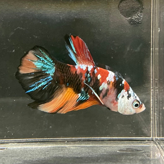 the-fish-farm Premium Male Betta Galaxy Koi Premium Male Betta - One Only - 14 Find a range of Galaxy Koi Male Bettas at The Fish Farm Australia