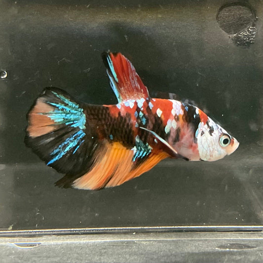 the-fish-farm Premium Male Betta Galaxy Koi Premium Male Betta - One Only - 14 Find a range of Galaxy Koi Male Bettas at The Fish Farm Australia