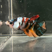 the-fish-farm Premium Male Betta Galaxy Koi Premium Male Betta - One Only - 14 Find a range of Galaxy Koi Male Bettas at The Fish Farm Australia