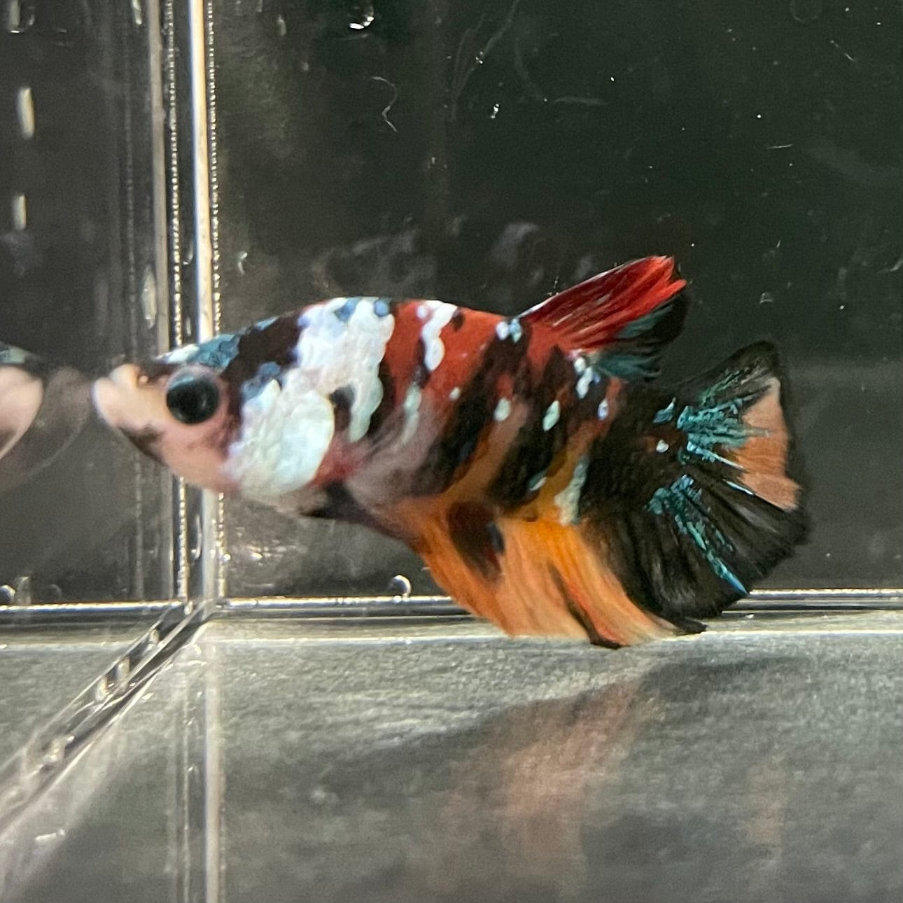 the-fish-farm Premium Male Betta Galaxy Koi Premium Male Betta - One Only - 14 Find a range of Galaxy Koi Male Bettas at The Fish Farm Australia