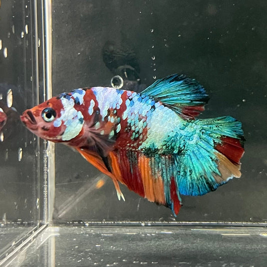 the-fish-farm Premium Male Betta Galaxy Koi Premium Male Betta - One Only - 15 Find a range of Galaxy Koi Male Bettas at The Fish Farm Australia