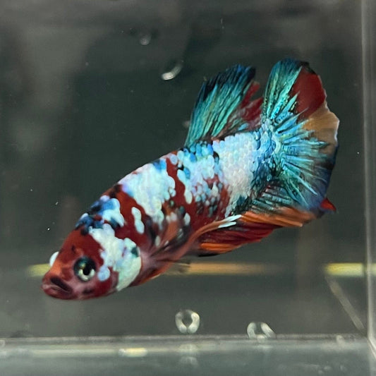 the-fish-farm Premium Male Betta Galaxy Koi Premium Male Betta - One Only - 15 Find a range of Galaxy Koi Male Bettas at The Fish Farm Australia
