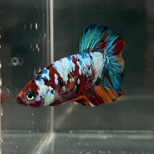 the-fish-farm Premium Male Betta Galaxy Koi Premium Male Betta - One Only - 15 Find a range of Galaxy Koi Male Bettas at The Fish Farm Australia