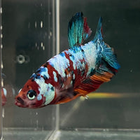 the-fish-farm Premium Male Betta Galaxy Koi Premium Male Betta - One Only - 15 Find a range of Galaxy Koi Male Bettas at The Fish Farm Australia
