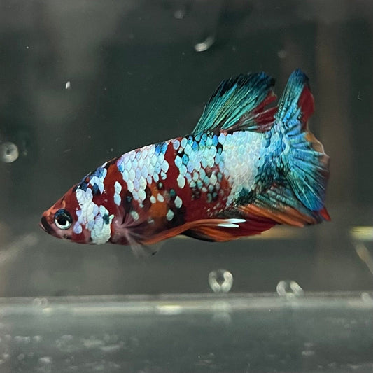 the-fish-farm Premium Male Betta Galaxy Koi Premium Male Betta - One Only - 15 Find a range of Galaxy Koi Male Bettas at The Fish Farm Australia