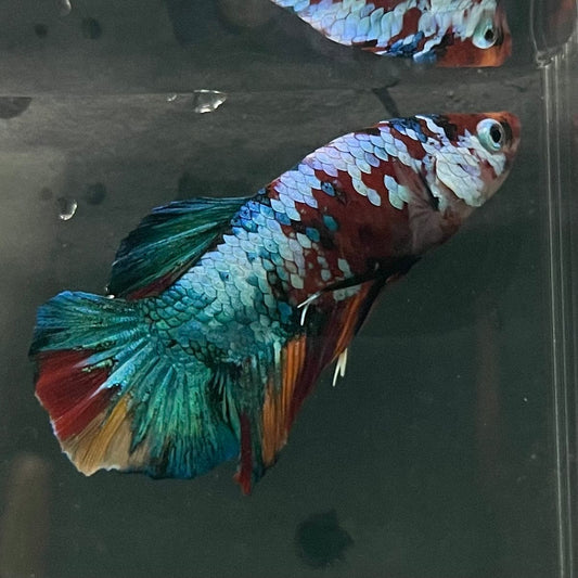 the-fish-farm Premium Male Betta Galaxy Koi Premium Male Betta - One Only - 15 Find a range of Galaxy Koi Male Bettas at The Fish Farm Australia