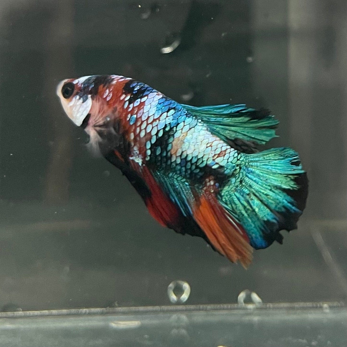 the-fish-farm Premium Male Betta Galaxy Koi Premium Male Betta - One Only - 16 Find a range of Galaxy Koi Male Bettas at The Fish Farm Australia