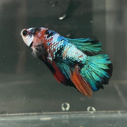 the-fish-farm Premium Male Betta Galaxy Koi Premium Male Betta - One Only - 16 Find a range of Galaxy Koi Male Bettas at The Fish Farm Australia