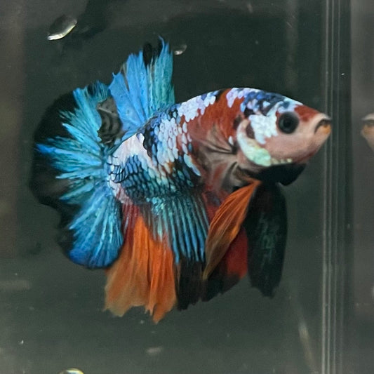 the-fish-farm Premium Male Betta Galaxy Koi Premium Male Betta - One Only - 16 Find a range of Galaxy Koi Male Bettas at The Fish Farm Australia