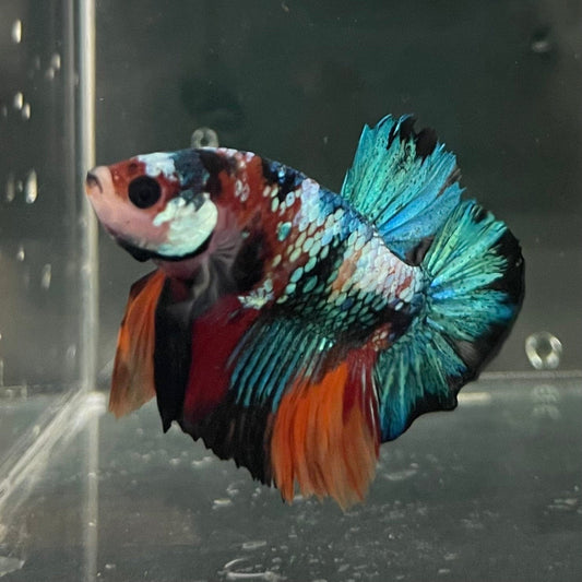the-fish-farm Premium Male Betta Galaxy Koi Premium Male Betta - One Only - 16 Find a range of Galaxy Koi Male Bettas at The Fish Farm Australia