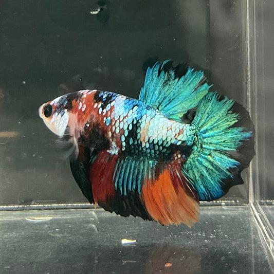 the-fish-farm Premium Male Betta Galaxy Koi Premium Male Betta - One Only - 16 Find a range of Galaxy Koi Male Bettas at The Fish Farm Australia