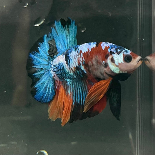 the-fish-farm Premium Male Betta Galaxy Koi Premium Male Betta - One Only - 16 Find a range of Galaxy Koi Male Bettas at The Fish Farm Australia