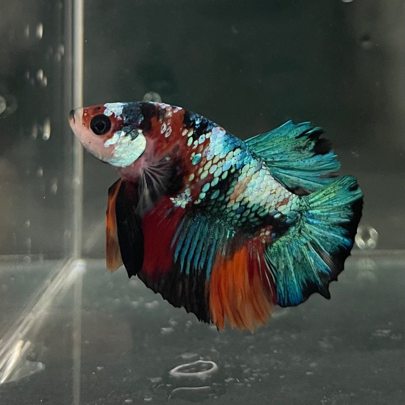the-fish-farm Premium Male Betta Galaxy Koi Premium Male Betta - One Only - 16 Find a range of Galaxy Koi Male Bettas at The Fish Farm Australia