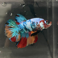 the-fish-farm Premium Male Betta Galaxy Koi Premium Male Betta - One Only - 17 Find a range of Galaxy Koi Male Bettas at The Fish Farm Australia