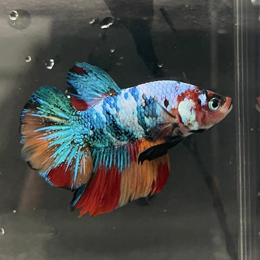the-fish-farm Premium Male Betta Galaxy Koi Premium Male Betta - One Only - 17 Find a range of Galaxy Koi Male Bettas at The Fish Farm Australia