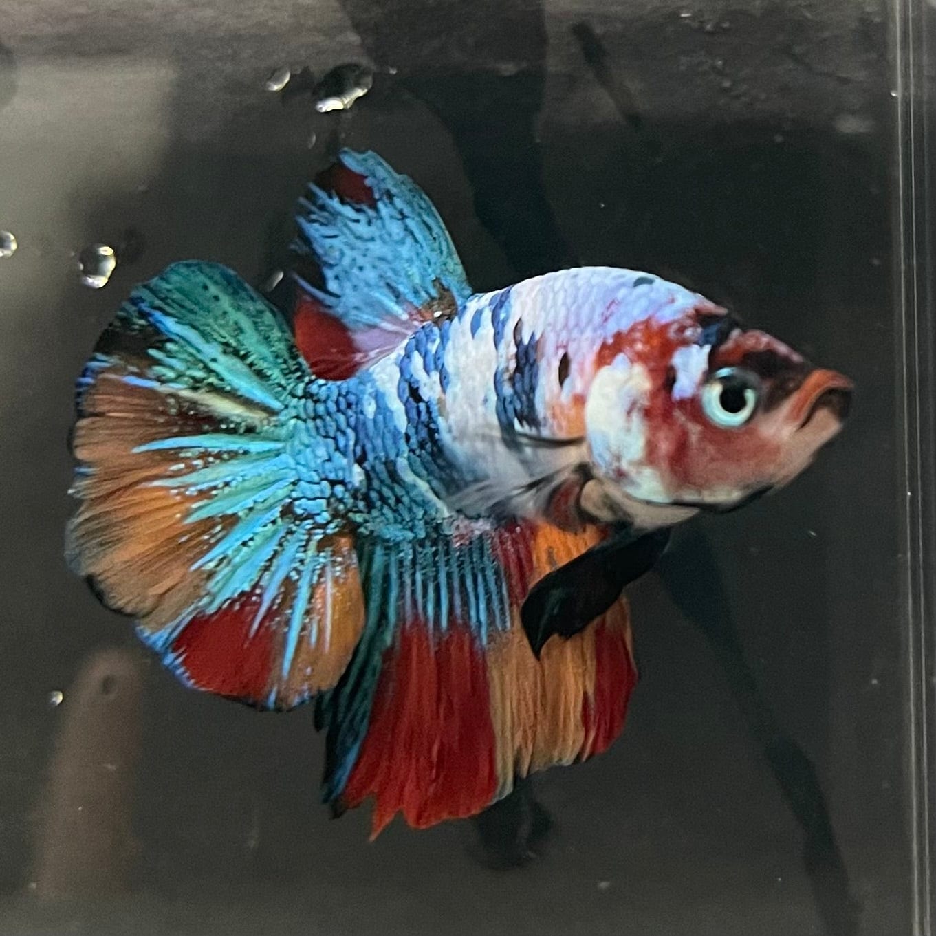 the-fish-farm Premium Male Betta Galaxy Koi Premium Male Betta - One Only - 17 Find a range of Galaxy Koi Male Bettas at The Fish Farm Australia