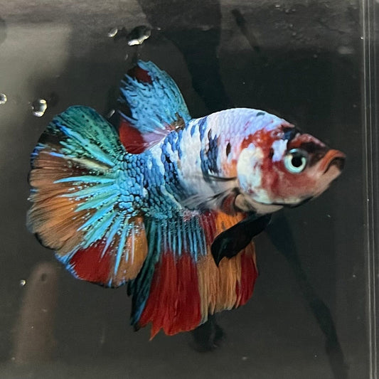 the-fish-farm Premium Male Betta Galaxy Koi Premium Male Betta - One Only - 17 Find a range of Galaxy Koi Male Bettas at The Fish Farm Australia