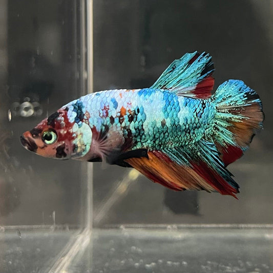 the-fish-farm Premium Male Betta Galaxy Koi Premium Male Betta - One Only - 17 Find a range of Galaxy Koi Male Bettas at The Fish Farm Australia