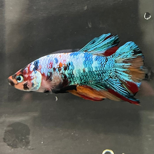 the-fish-farm Premium Male Betta Galaxy Koi Premium Male Betta - One Only - 17 Find a range of Galaxy Koi Male Bettas at The Fish Farm Australia