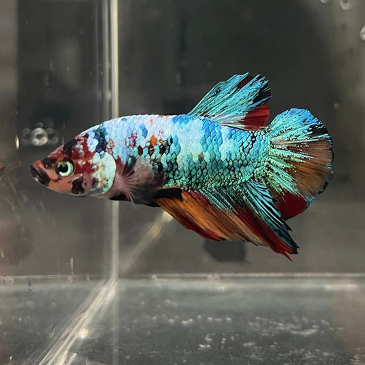 the-fish-farm Premium Male Betta Galaxy Koi Premium Male Betta - One Only - 17 Find a range of Galaxy Koi Male Bettas at The Fish Farm Australia