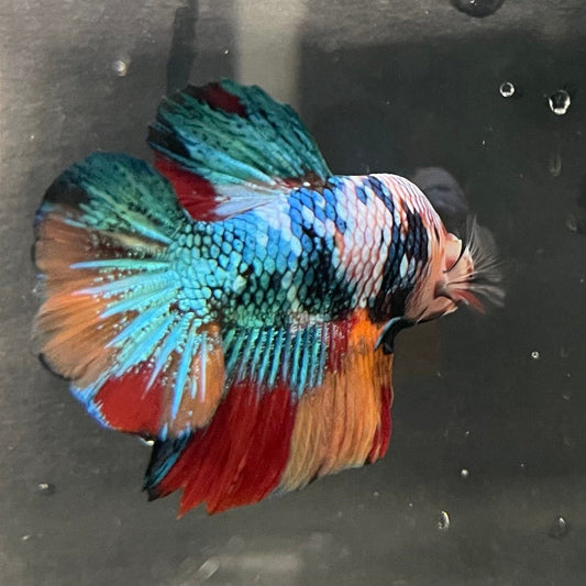 the-fish-farm Premium Male Betta Galaxy Koi Premium Male Betta - One Only - 17 Find a range of Galaxy Koi Male Bettas at The Fish Farm Australia
