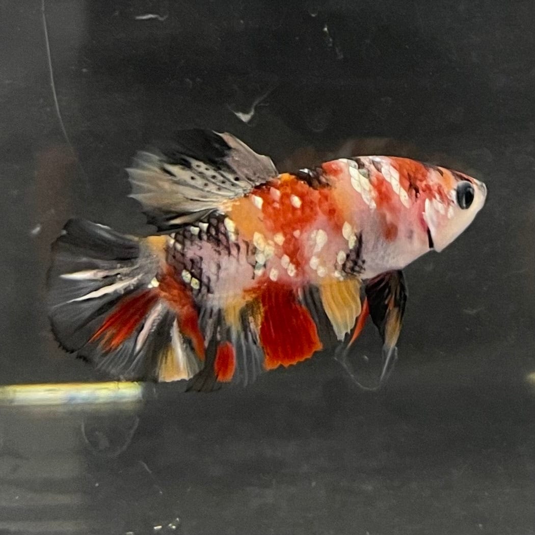 the-fish-farm Premium Male Betta Galaxy Koi Premium Male Betta - One Only - 17 Find a range of Galaxy Koi Male Bettas at The Fish Farm Australia