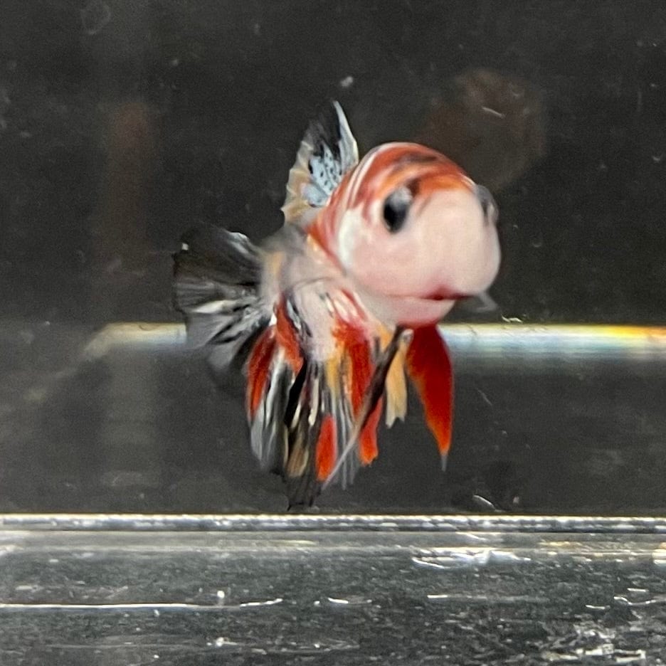 the-fish-farm Premium Male Betta Galaxy Koi Premium Male Betta - One Only - 17 Find a range of Galaxy Koi Male Bettas at The Fish Farm Australia