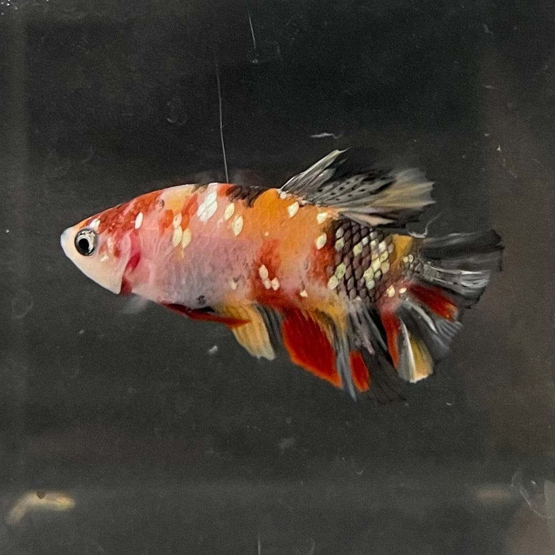 the-fish-farm Premium Male Betta Galaxy Koi Premium Male Betta - One Only - 17 Find a range of Galaxy Koi Male Bettas at The Fish Farm Australia