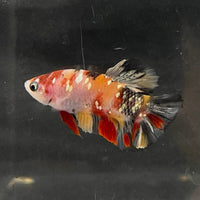 the-fish-farm Premium Male Betta Galaxy Koi Premium Male Betta - One Only - 17 Find a range of Galaxy Koi Male Bettas at The Fish Farm Australia