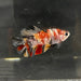 the-fish-farm Premium Male Betta Galaxy Koi Premium Male Betta - One Only - 17 Find a range of Galaxy Koi Male Bettas at The Fish Farm Australia