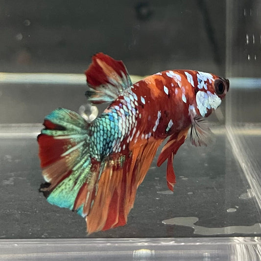the-fish-farm Premium Male Betta Galaxy Koi Premium Male Betta - One Only - 18 Find a range of Galaxy Koi Male Bettas at The Fish Farm Australia