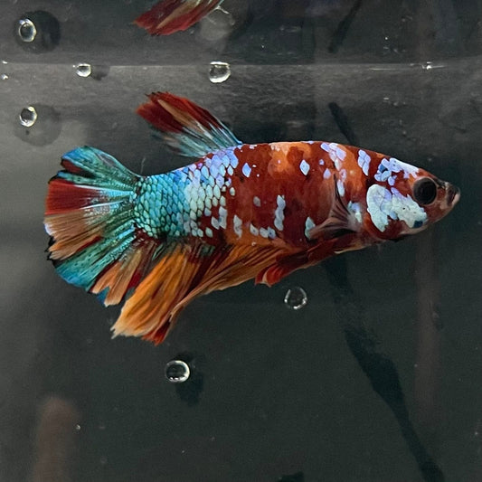the-fish-farm Premium Male Betta Galaxy Koi Premium Male Betta - One Only - 18 Find a range of Galaxy Koi Male Bettas at The Fish Farm Australia