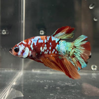 the-fish-farm Premium Male Betta Galaxy Koi Premium Male Betta - One Only - 18 Find a range of Galaxy Koi Male Bettas at The Fish Farm Australia