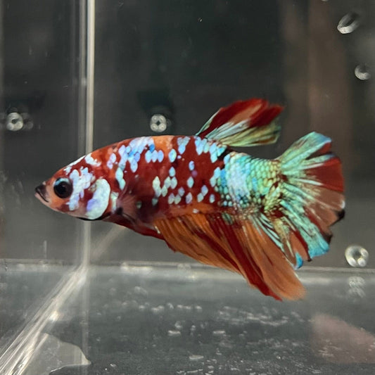 the-fish-farm Premium Male Betta Galaxy Koi Premium Male Betta - One Only - 18 Find a range of Galaxy Koi Male Bettas at The Fish Farm Australia