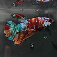the-fish-farm Premium Male Betta Galaxy Koi Premium Male Betta - One Only - 18 Find a range of Galaxy Koi Male Bettas at The Fish Farm Australia