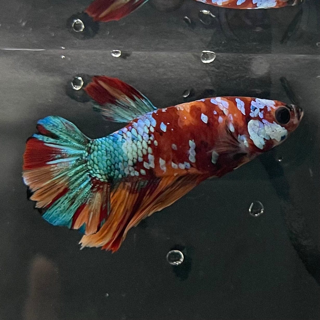the-fish-farm Premium Male Betta Galaxy Koi Premium Male Betta - One Only - 18 Find a range of Galaxy Koi Male Bettas at The Fish Farm Australia