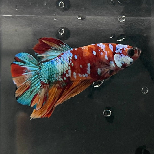 the-fish-farm Premium Male Betta Galaxy Koi Premium Male Betta - One Only - 18 Find a range of Galaxy Koi Male Bettas at The Fish Farm Australia