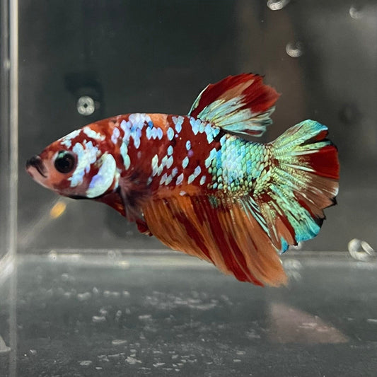 the-fish-farm Premium Male Betta Galaxy Koi Premium Male Betta - One Only - 18 Find a range of Galaxy Koi Male Bettas at The Fish Farm Australia